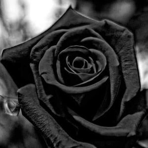 Meet your Posher, Rick